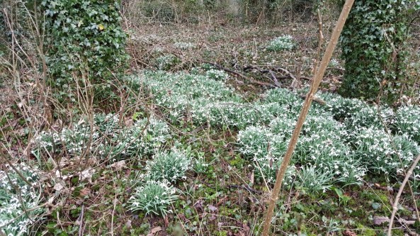 Banks of snowdrops at Centaura