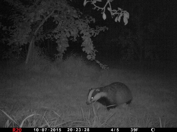 Pretty clear image of badger at night with trail cam