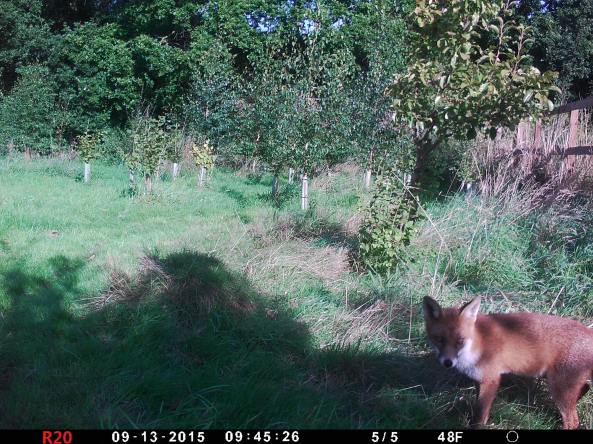 Fox in daylight with trail cam