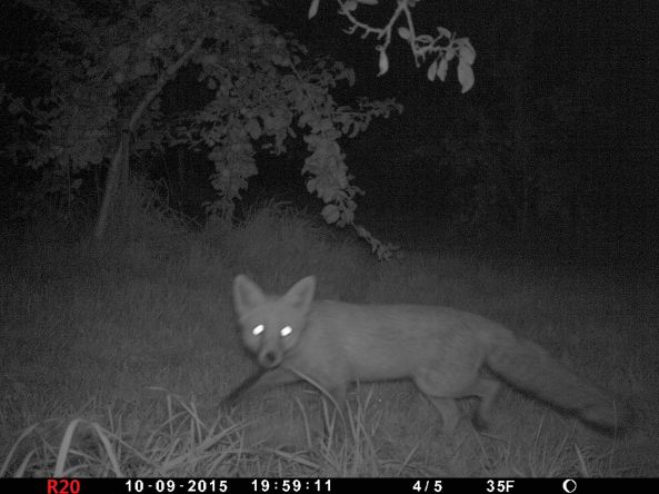Fox by night with trail cam