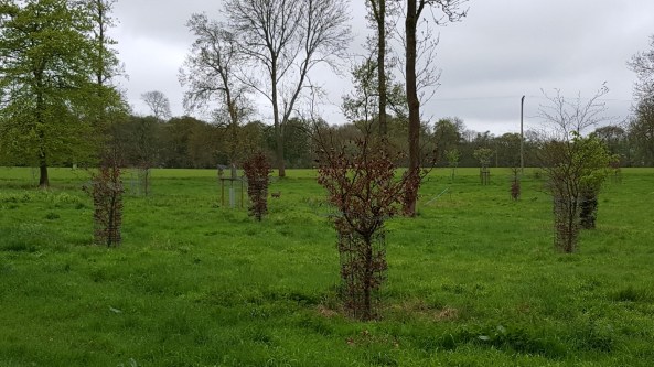 Not a great photo but there is a monkjack deer running here