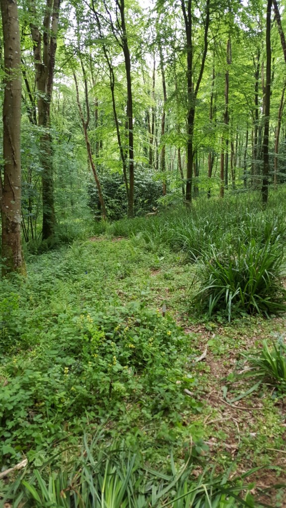 B course - 3D hidden in the undergrowth