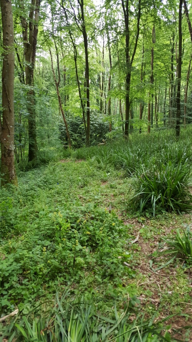 B course - 3D hidden in the undergrowth