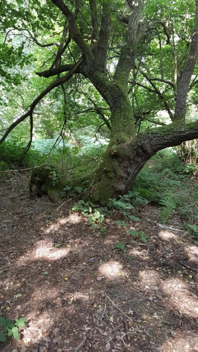 3D bear between the trees from compound peg