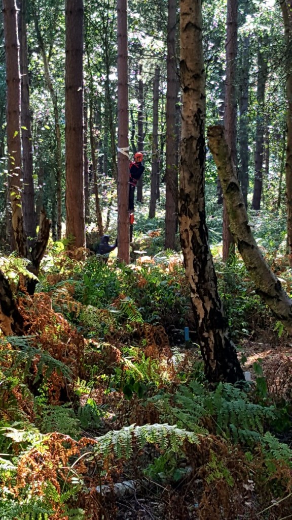 3D bear and forester shot