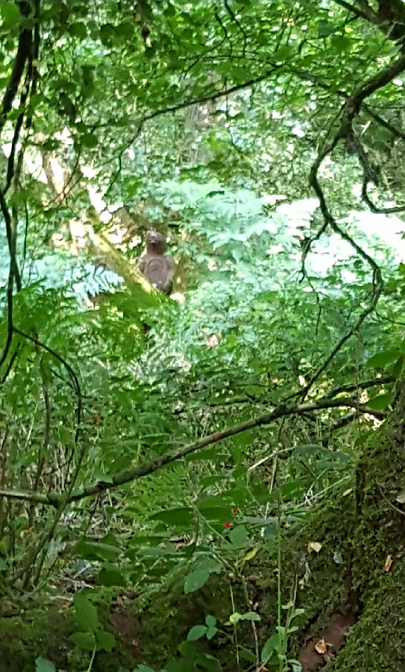 3D bear shoot after zooming in a little