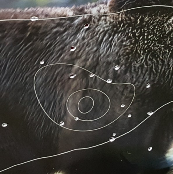 Bear target face - close up