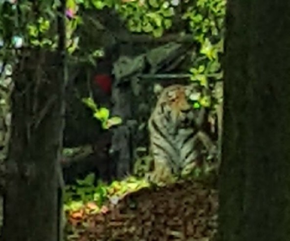 close up view of the tiger face on the hillside