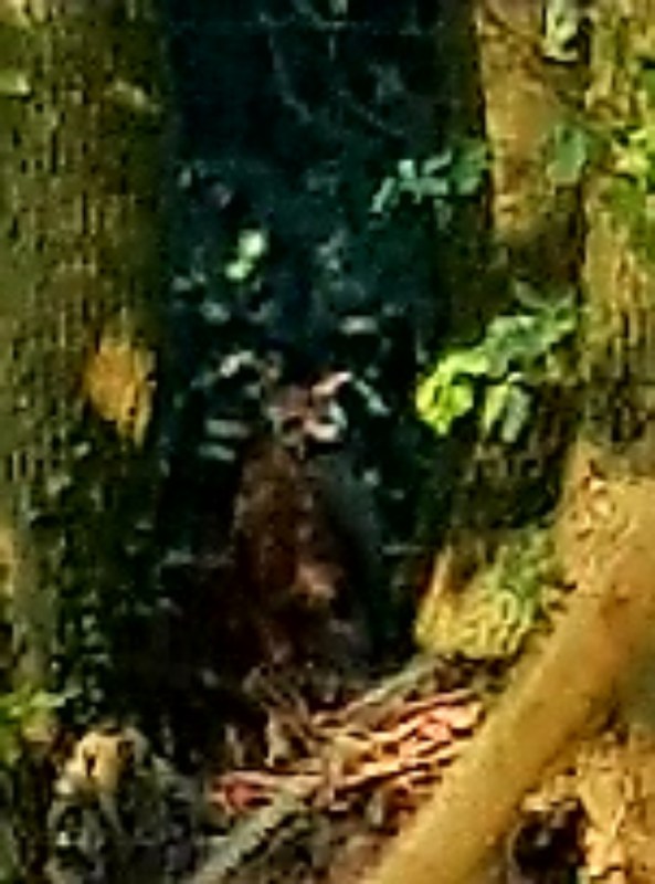 Close up of the owl between the trees