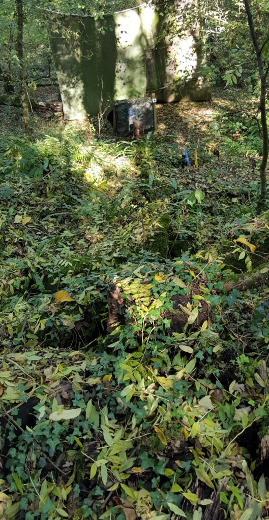 squirrel 3D on the stump