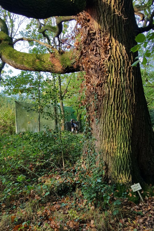One of the ancient oaks and cleverly set targets