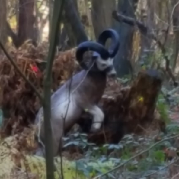 Close up of the 3D goat shot