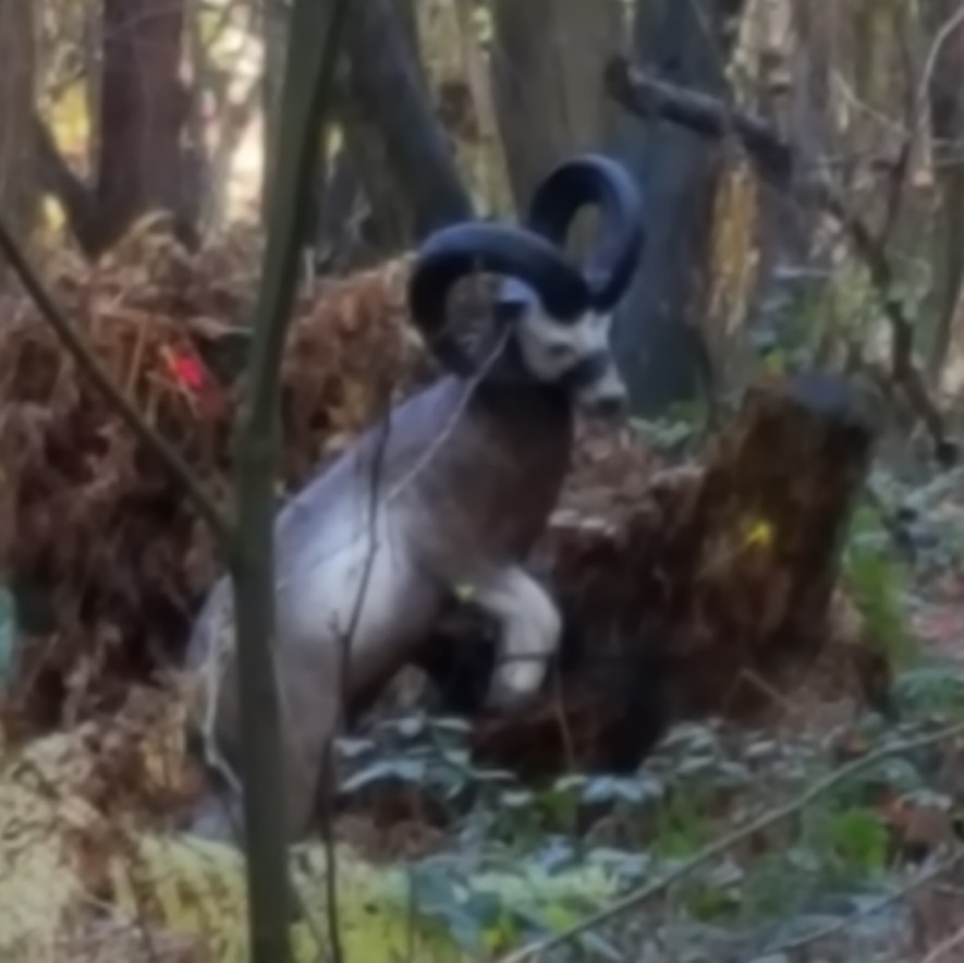 Close up of the 3D goat shot