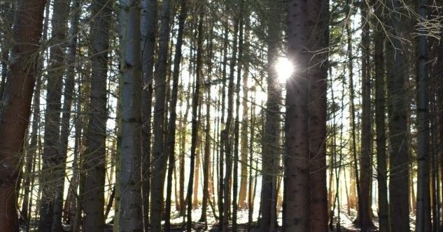 Sun through the trees