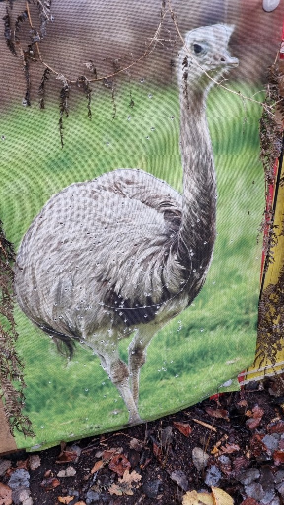 Image of the ostrich target face 