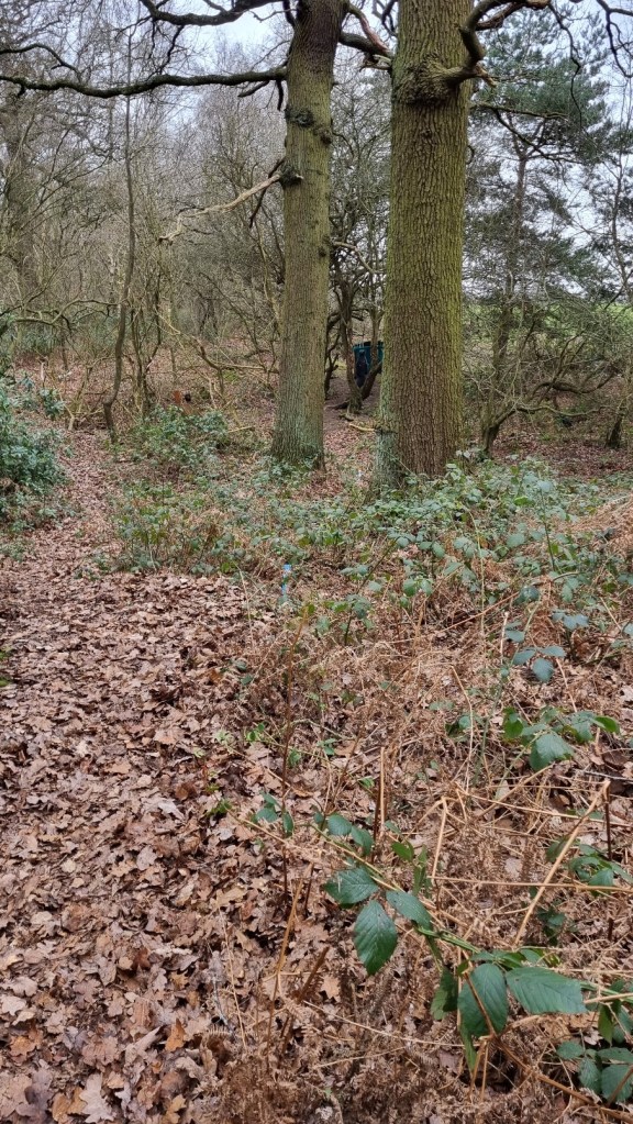 Black bear 3D seen from the red peg