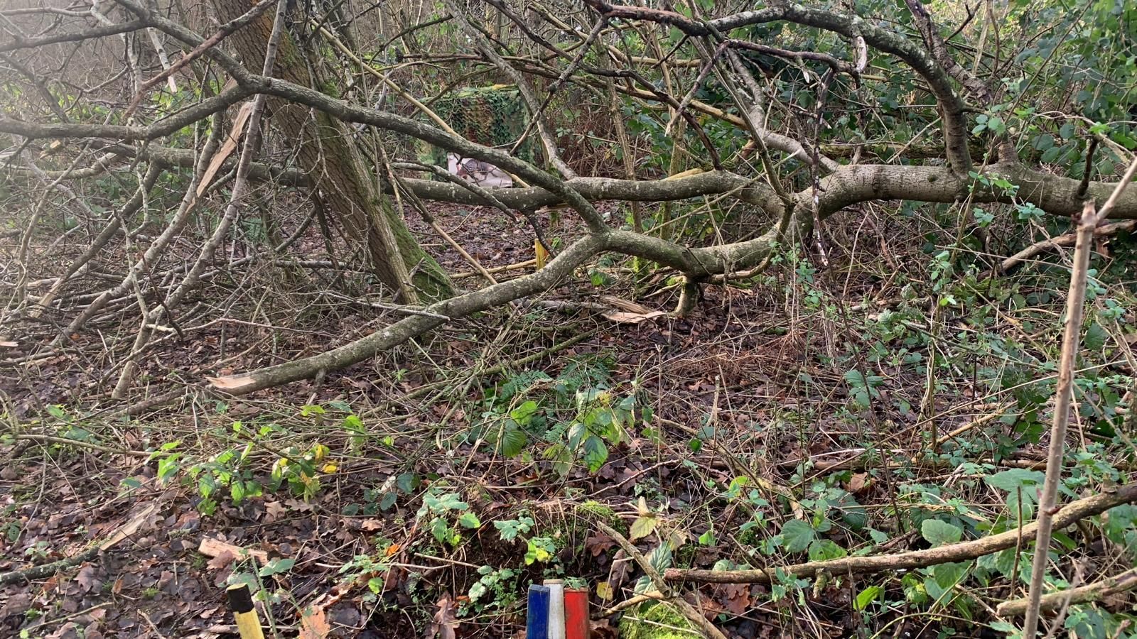 fallen tree across archery target