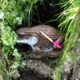 Duvelle - April 2025 - close-up of the 3d cane toad
